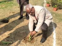 Sisal Plantation in CSIR Labs under Natural Fiber Composite Mission